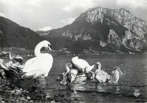 Austria Schwanen familie am Traunsee mit Traunstein