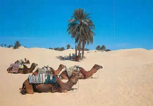 Tunisia Sahara de Zaafrane camels desert types and scenes