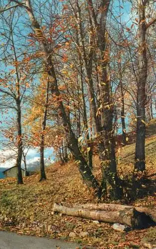 Italy mountain and forest landscape
