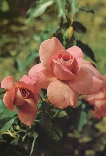 Flowers postcard rose flowers1990 Belgium