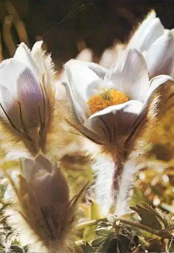 Flowers postcard anemones vernalis L. 1990 Belgium