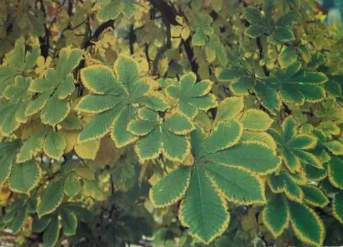 Flowers postcard tree bush 1990 Belgium