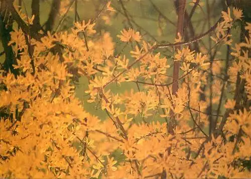 Flowers postcard field flower 1989 Belgium