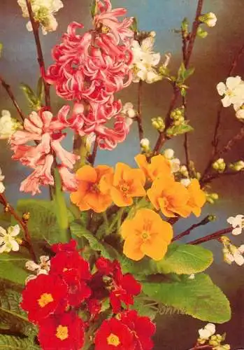 Flowers postcard field flower 1989 Belgium
