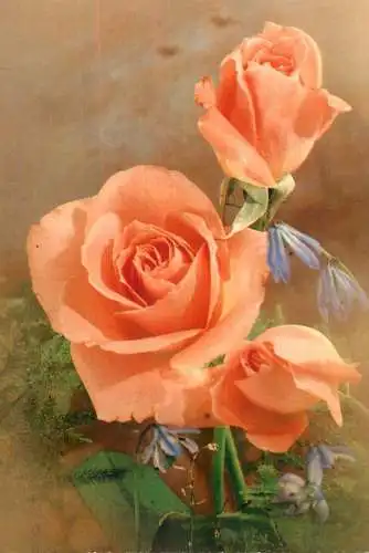 Flowers postcard roses 1989 Belgium
