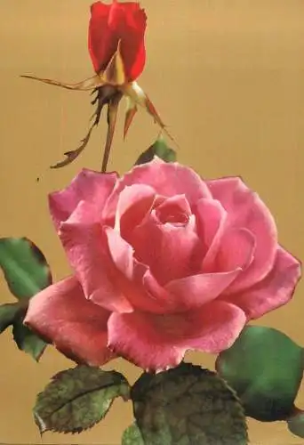 Flowers postcard roses 1990 Belgium