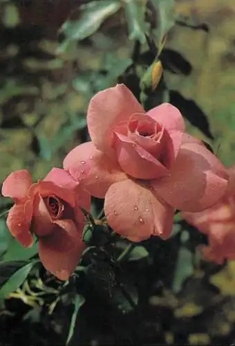 Flowers postcard roses 1990 Belgium