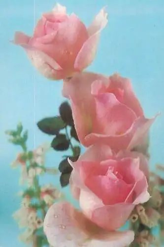 Flowers postcard roses 1990 Belgium