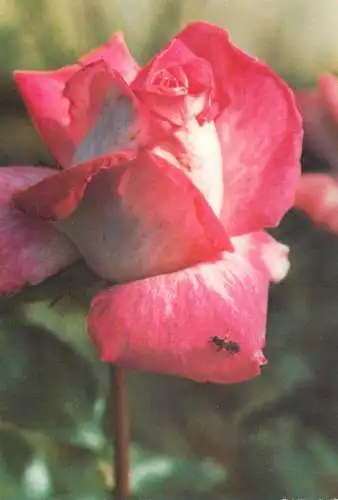 Flowers postcard roses 1989 Belgium