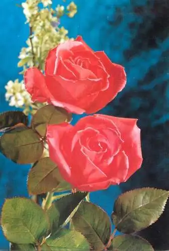 Flowers postcard roses 1989 Belgium