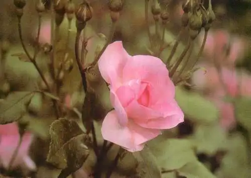 Flowers postcard roses 1989 Belgium