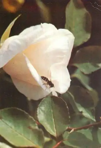 Flowers postcard roses 1989 Belgium
