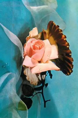 Flowers postcard roses 1990 Belgium