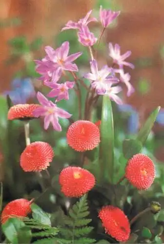 Flowers postcard field flowers