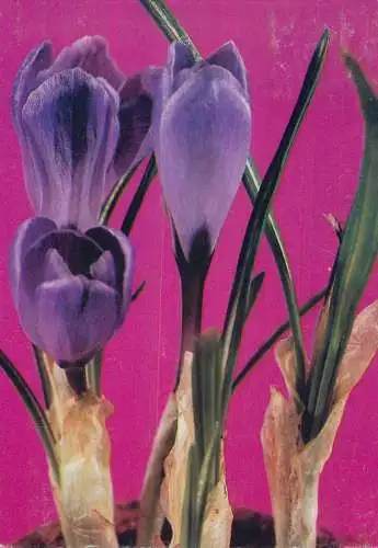 Flowers postcard Le Crocus 1989