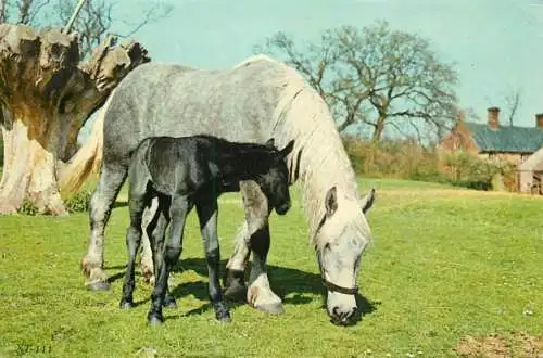 Animals types and scenes mare with foal