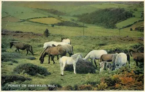 England Devon Dartmeet Hill ponies