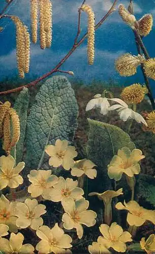 Primroses & Catskins floral motif colour photography by Kenneth Scowen