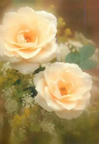 Flowers rose
