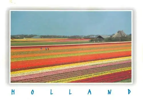 Netherlands field