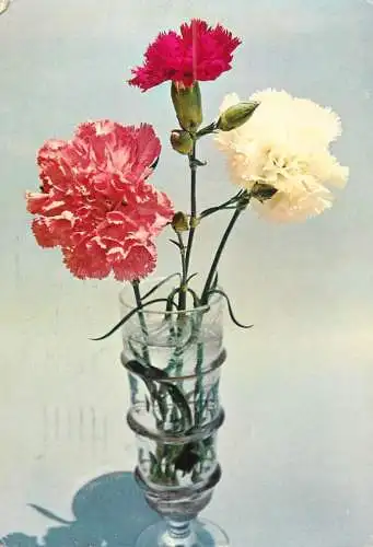 Israel carnation vase