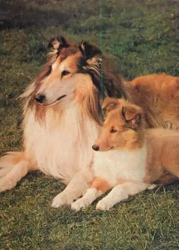 Germany collie dogs