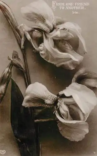 British birthday greetings postcard Iris flower