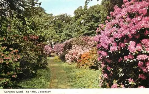 England Coldstream Dundock Wood - the Hirsel