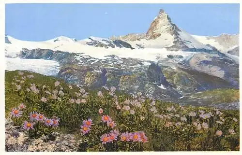Landschaft Photochromie AK Aster alpinus Alpenaster bei Zermatt