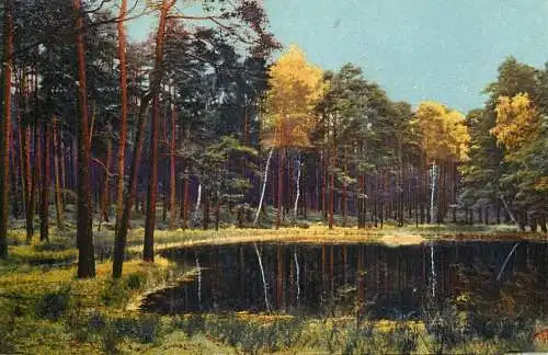 Landschaft Photochromie AK forest scene and lake