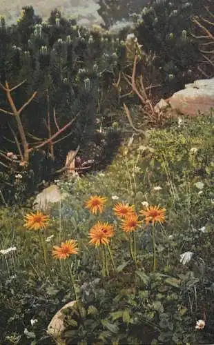 Landschaft Photochromie AK flowers plants Aronicum scorpioides Pinus Montana 1918