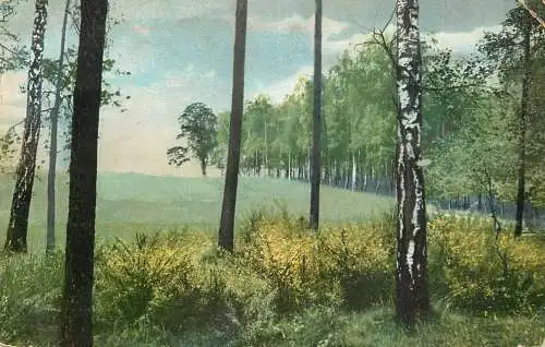 Landschaft Photochromie AK forest scene