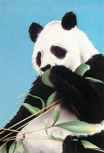 Panda bear postcard design by Mal Watson
