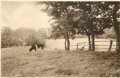 Switzerland Luneburger Heide cow