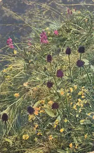 Switzerland Nigritella nigra Helianthemum alpestre