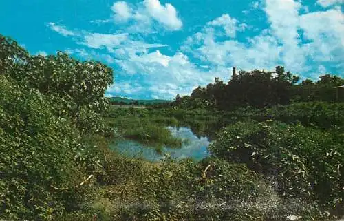 Puerto Rico sugar cane country Mayaguez