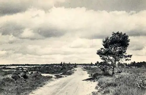 Belgium Kalmthoutse Heide les bruyeres