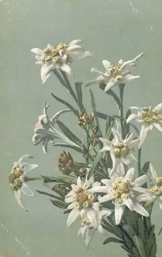 cpa fantaisie embossed mountain flower