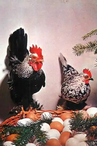 Holiday Easter chcken and eggs Romania
