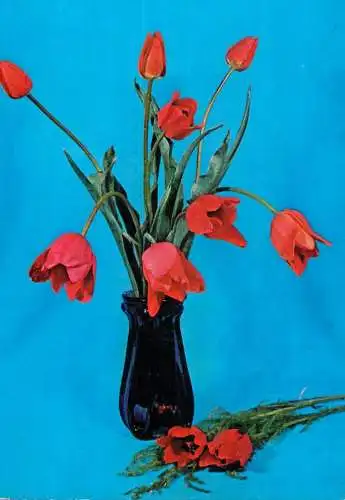 Holiday flower tulip vaseRomania