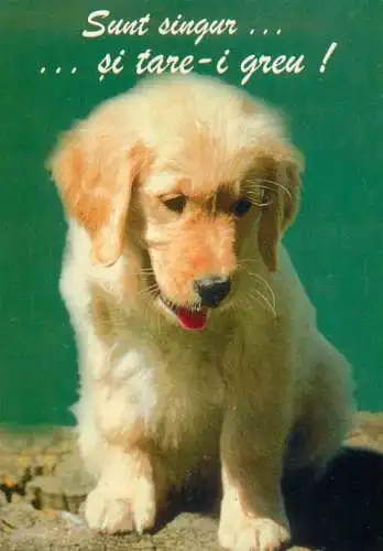 Holiday card dog Romania