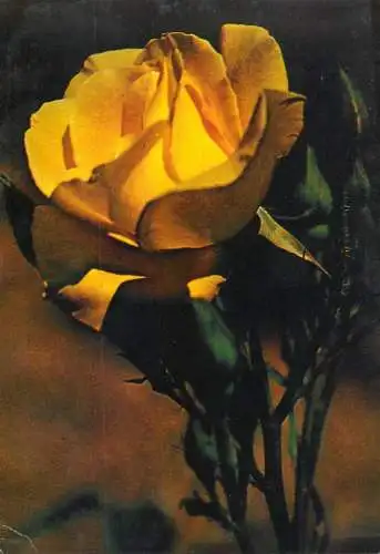 Holiday rose flower Romania 1986