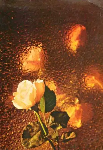 Holiday flower rose