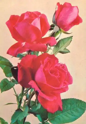Holiday flower rose