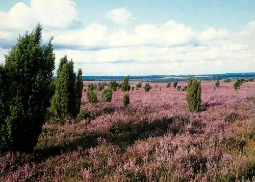 Germany Heideblute im Narutschutzgebiet Luneburger Heide