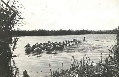 Postcard Romania pelicani in Delta Dunarii 1960
