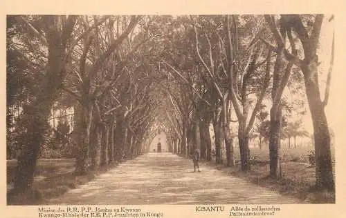 Congo Mission des RRPP Jesuites au Kwango Kisantu allee de palissandres