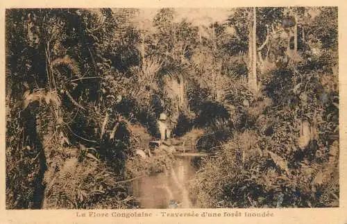 Congo la flore Congolaise traversee d'une foret inondee