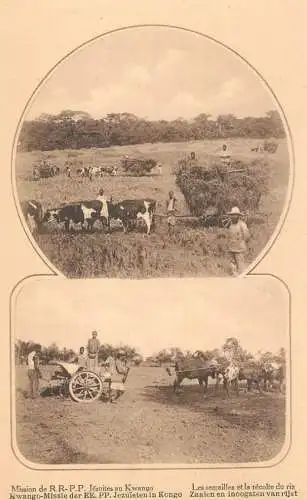 Congo Mission des RRPP Jesuites au Kwango les semailles et la recolte du riz