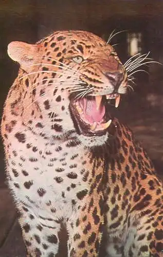 Postcard Romania Gradina Zoologica Bucuresti Pantera panthera pardus
